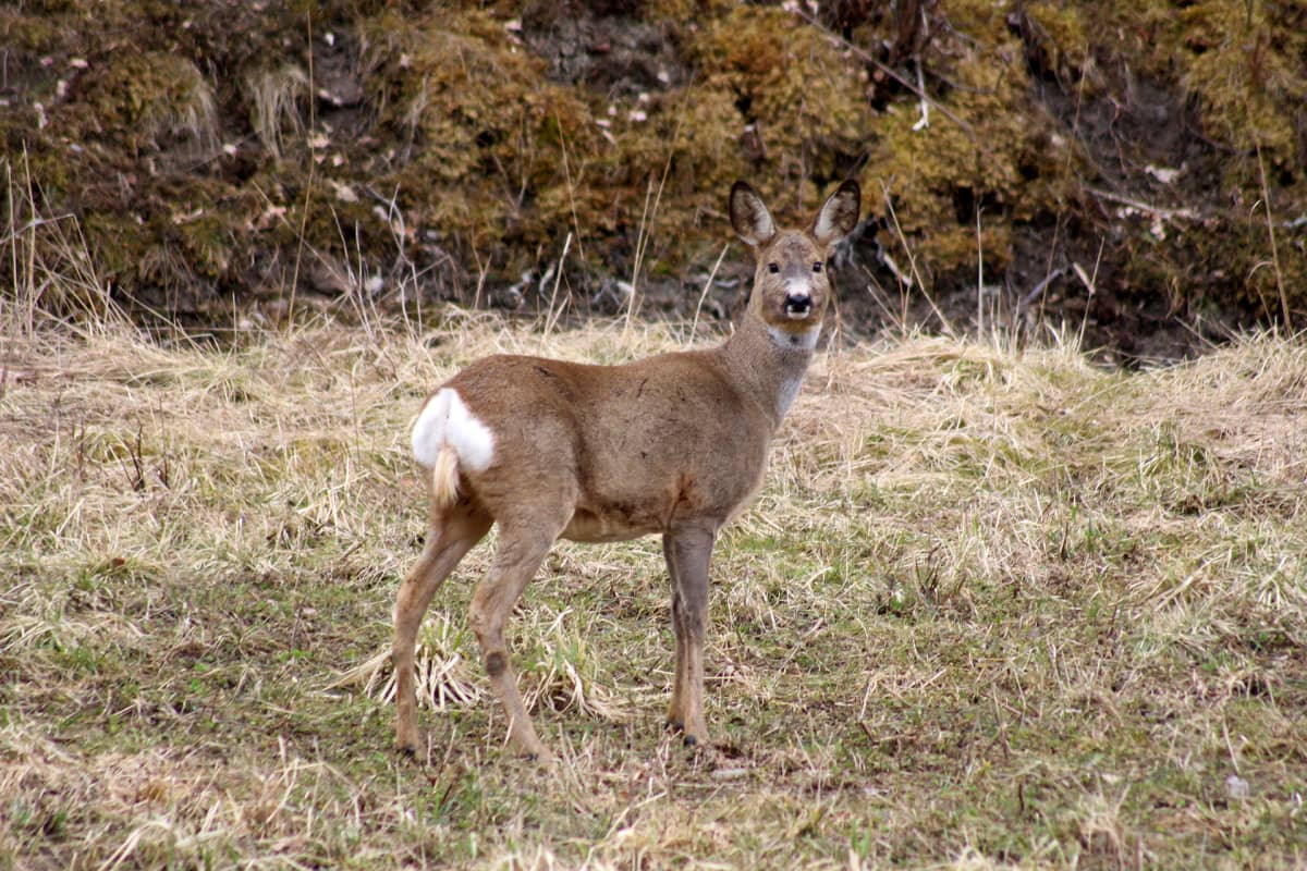 Metsäkauris Ruissalossa