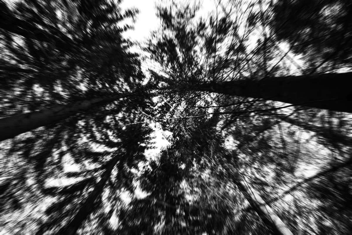 metsä