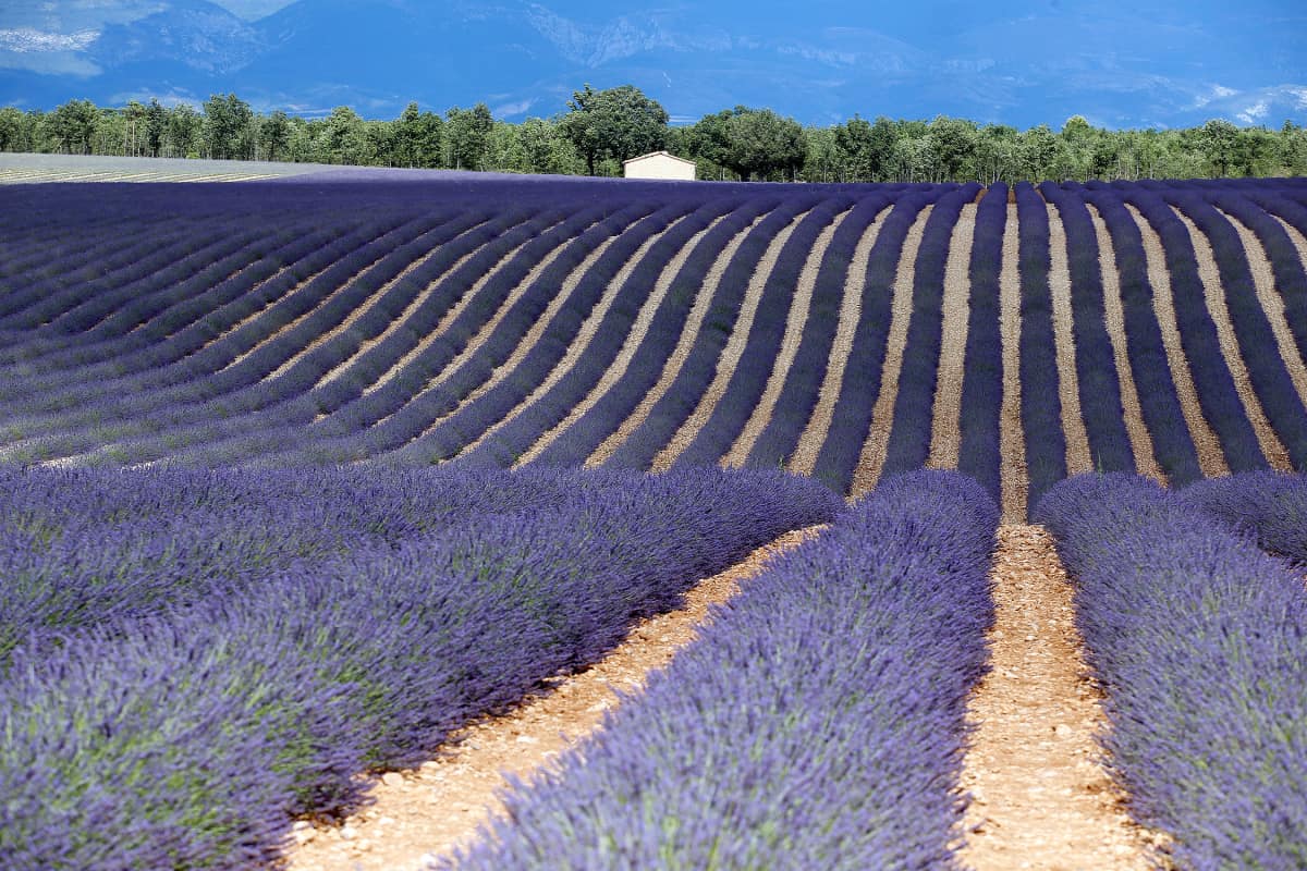 Laventelipelto Valensolessa, Provencessa