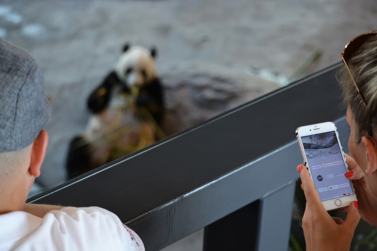 yleisöä ja panda