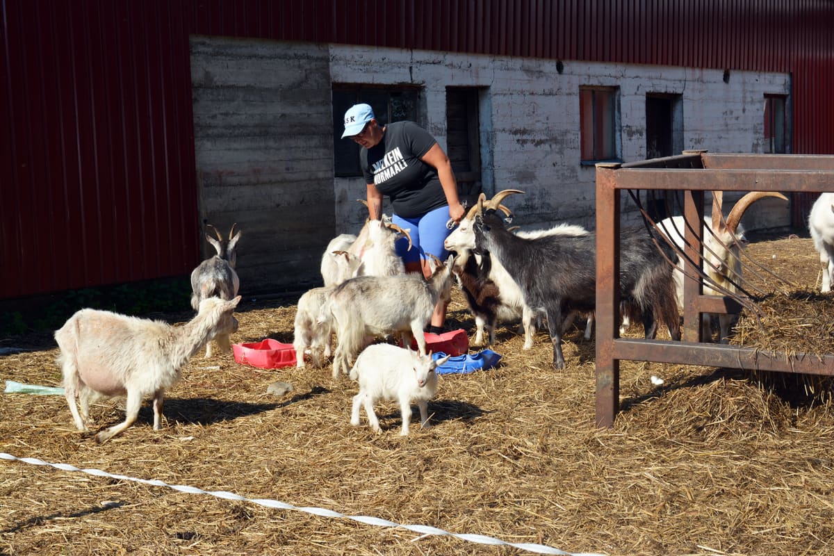 Ilmajokelainen maanviljelijä Marita Ollila ei malttanut luopua kaikista vuohistaan tuotannon loppuessa.