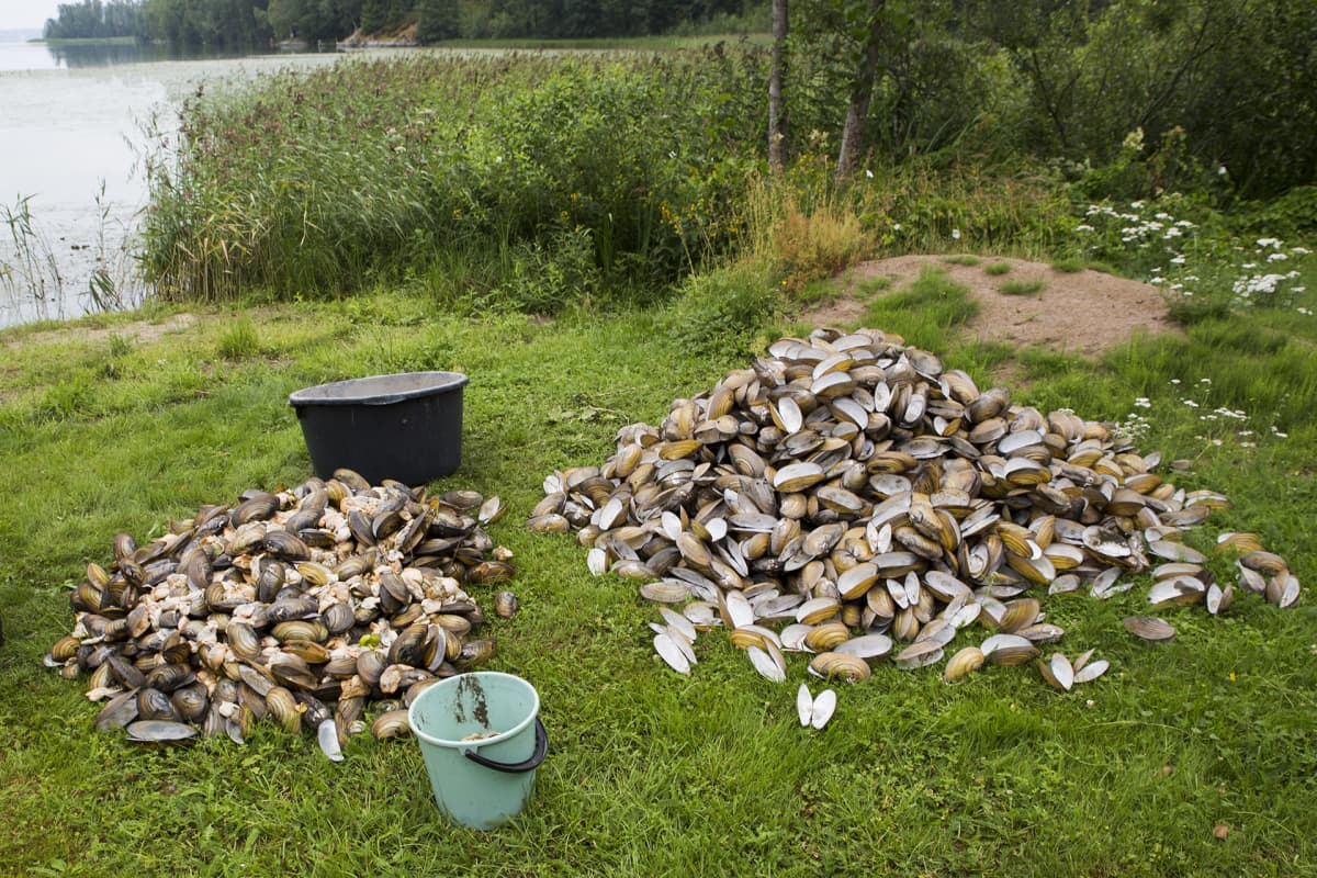 Vihdin Enäjärvestä kerättyjä kuolleita simpukoita