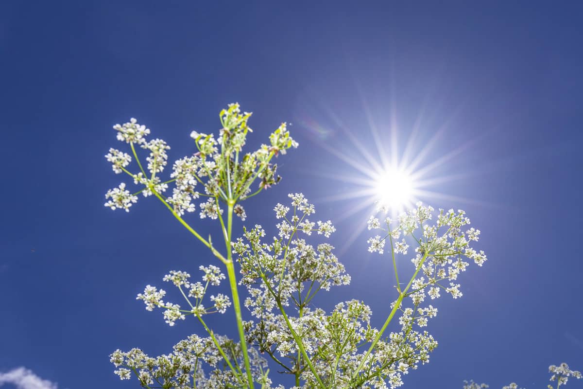 Aurinko porottaa kirkkaalta taivaalta
