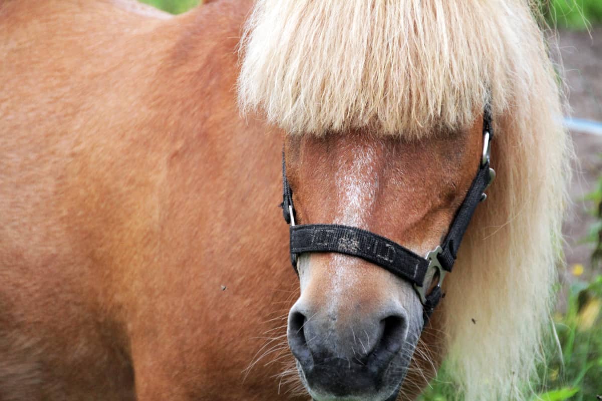 Poni laitumella