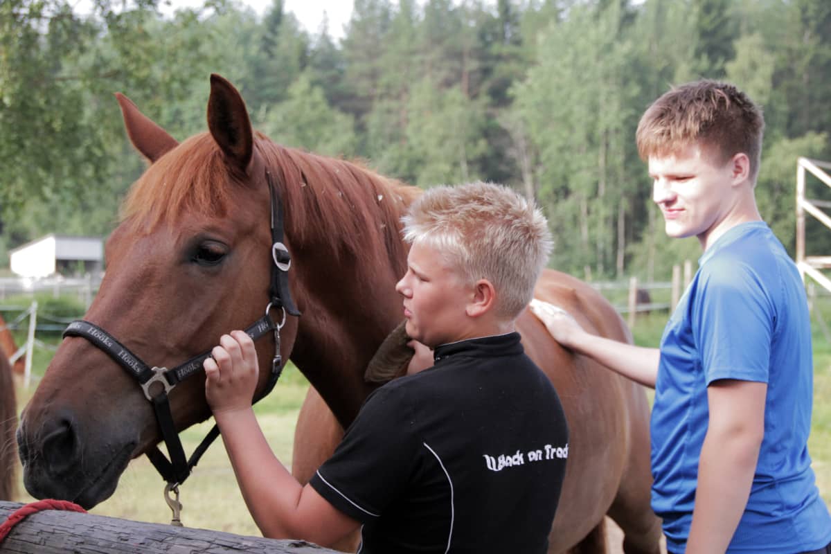 Arvi Martikainen ja Mikko Aine harjaamassa hevosta