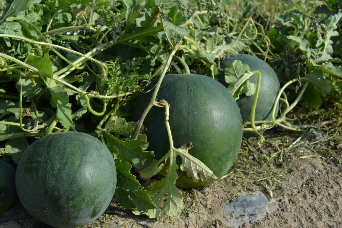 Vesimelonit kypsyvät Katilan tilalla.