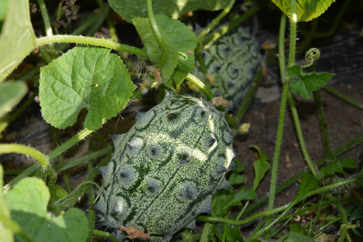 Katilan tilalla kokeiluviljelyksessä olevaa Kiwanoa kutsutaan myös sarvimeloniksi.