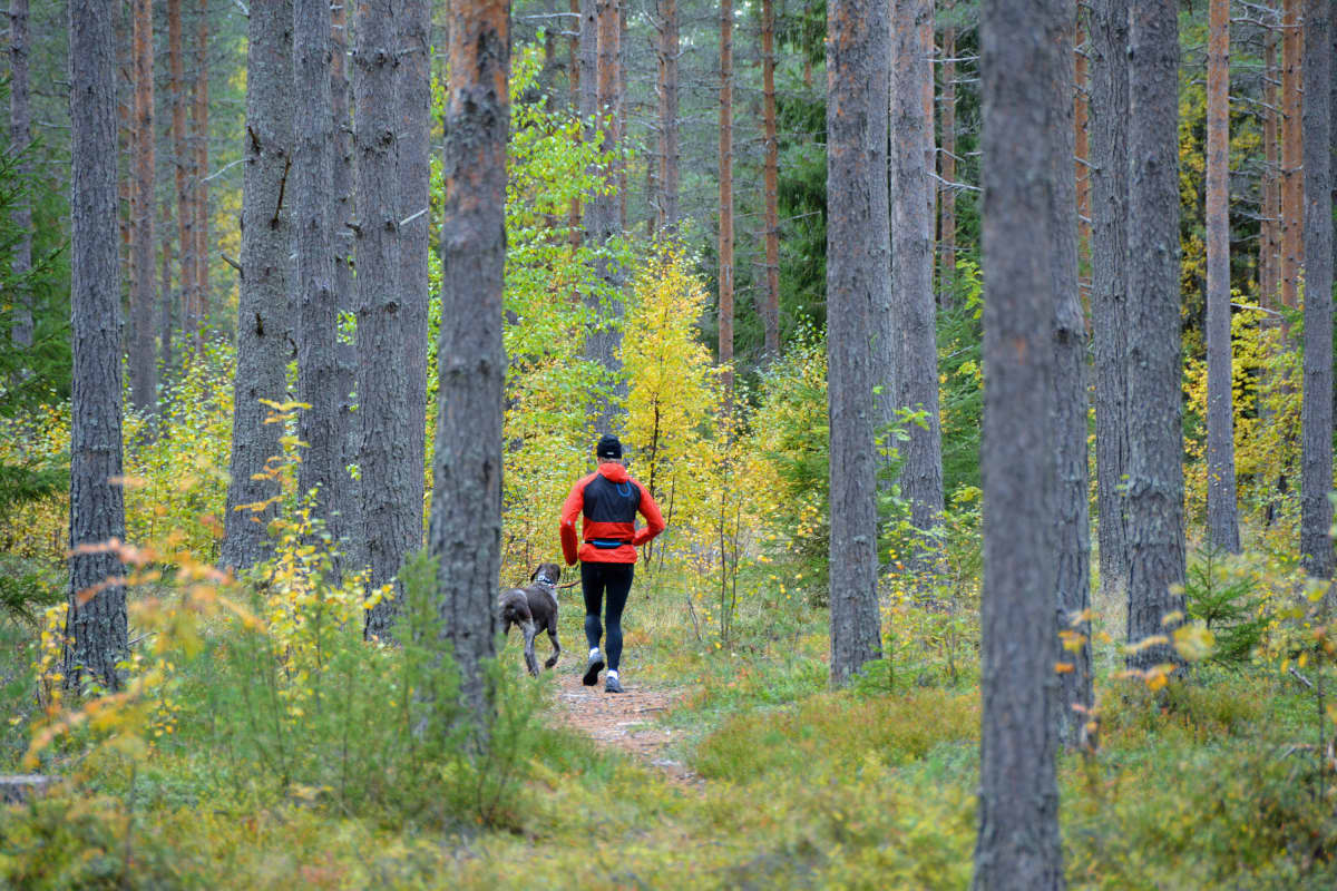 Teija Polso juoksee metsässä Vinku-koiransa kanssa.