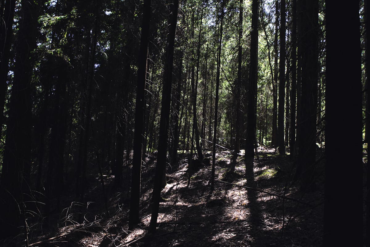 Metsää