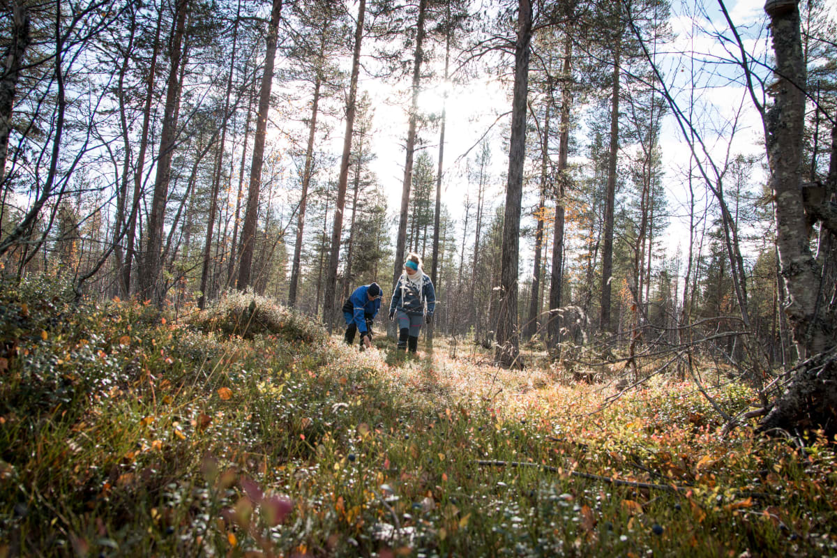 Raekallion perhe kerää metsästä marjat, sienet, pakurit, pihkat ja kuusenkerkät. Metsästä on otettu myös polttopuut ja sahatavaraa, jota sahattiin aiemmin myytäväksi asti perheen omalla sahalla.