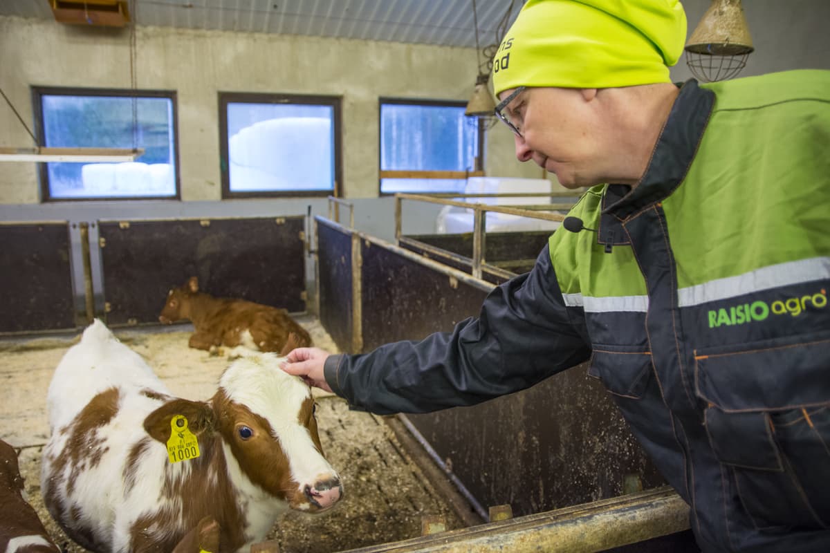 Eija Komulainen vasikka maatila