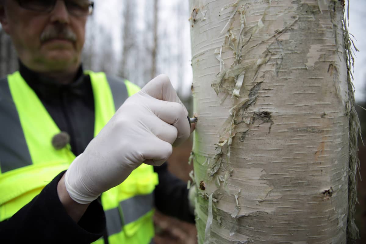 Pekka Kolari painaa ruuvimeisselillä pakuri-ympin paikoilleen koivun runkoon.