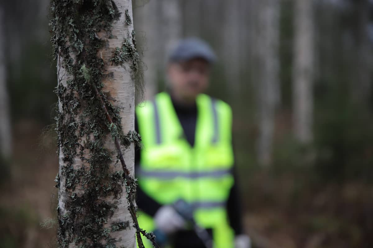 Pakurin kasvatusta aloitellaan Suomessa.