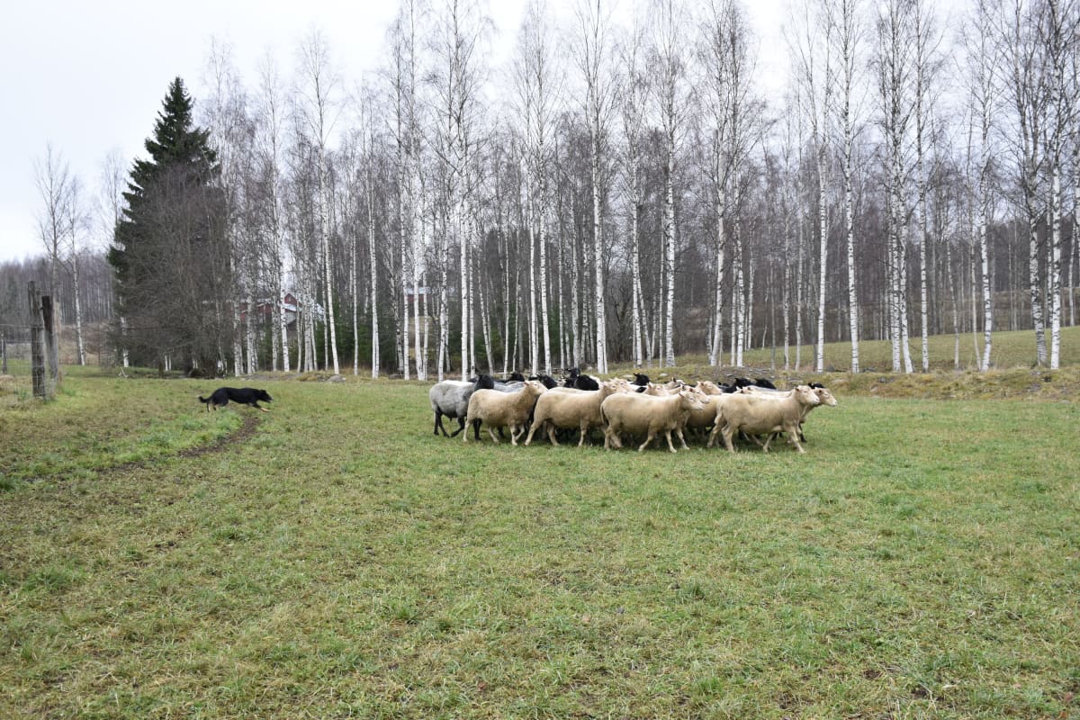 Lammaspaimenkoira työssään