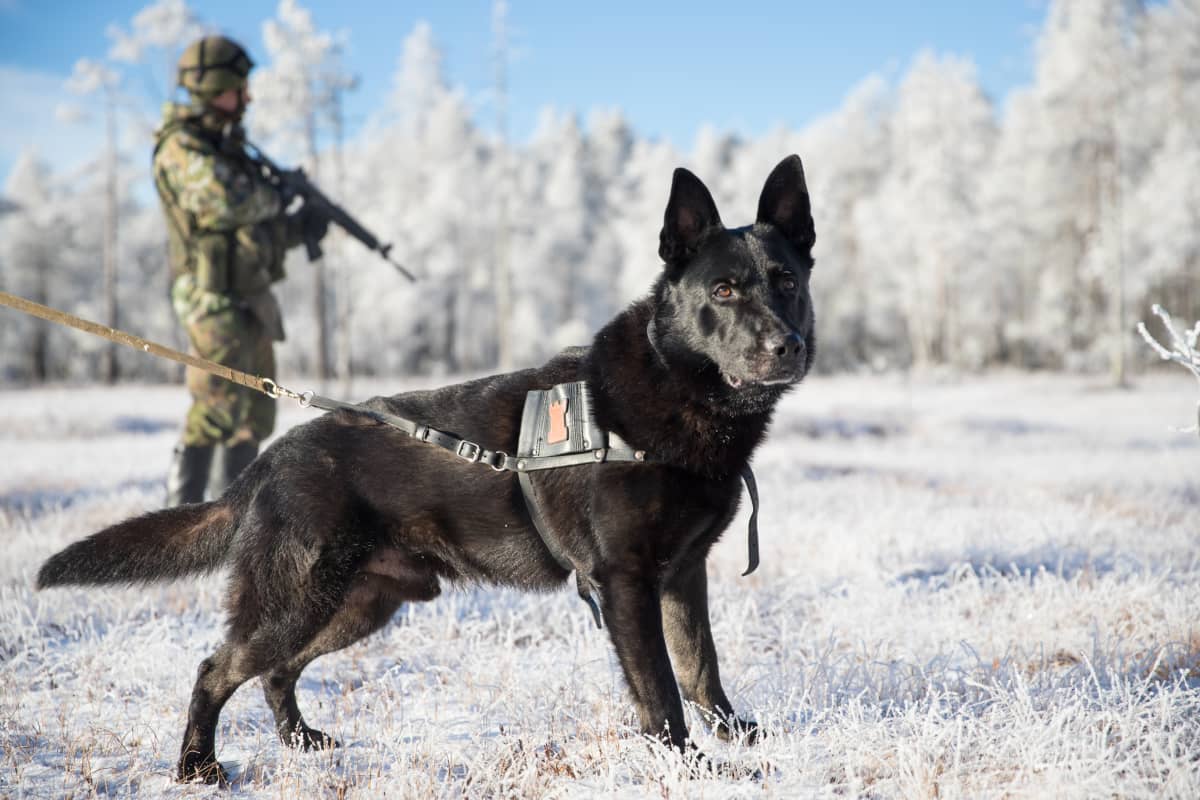 vuoden sotakoira ego kainuun prikaatti