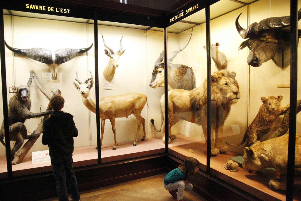 Lapset tutkivat eläinkokoelmaa Brysselin Afrikka-museossa.