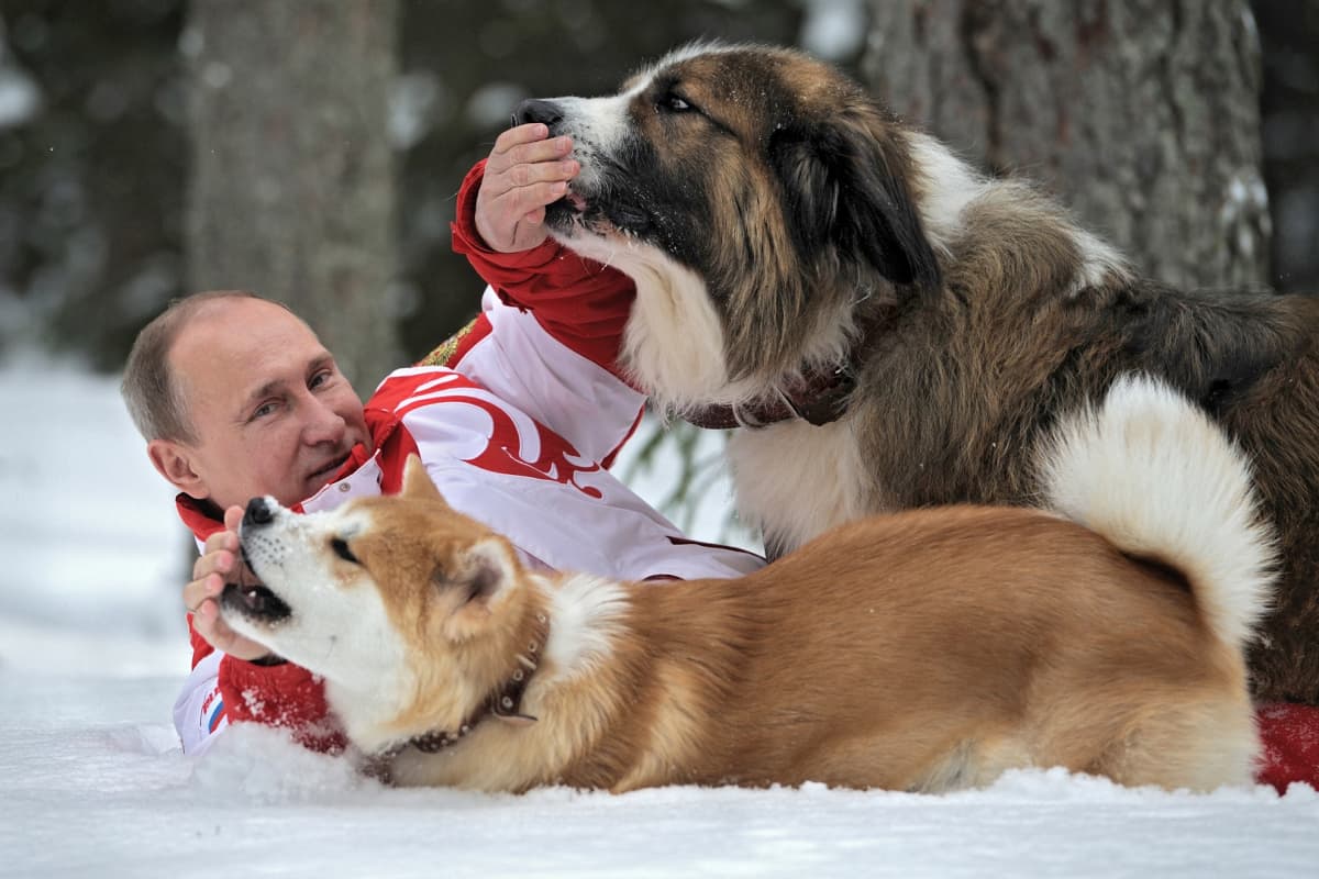 Putin painii koiriensa kanssa talvihangessa. Buffy-koira on lahja Bulgarialta ja Yume puolestaan Japanilta.