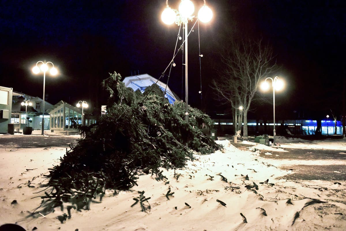 Myrskyssä kaatunut joulukuusi.
