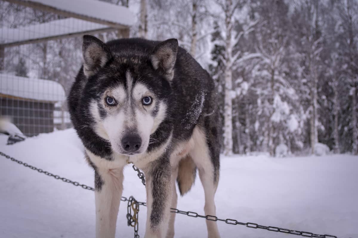 Suti on yksi Eräpalvelujen koirista, joka lähtee lopputalveksi Rovaniemelle.