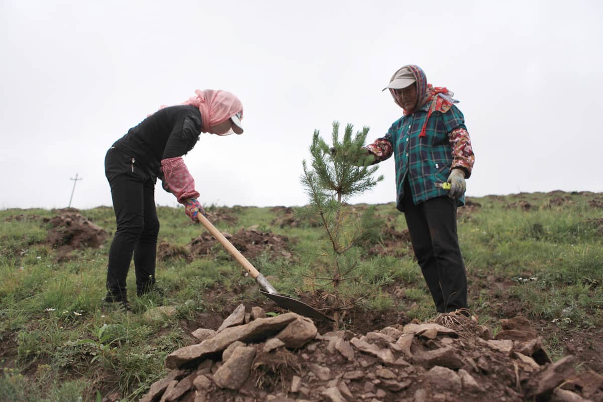 Mongolian männyn taimia istutetaan.