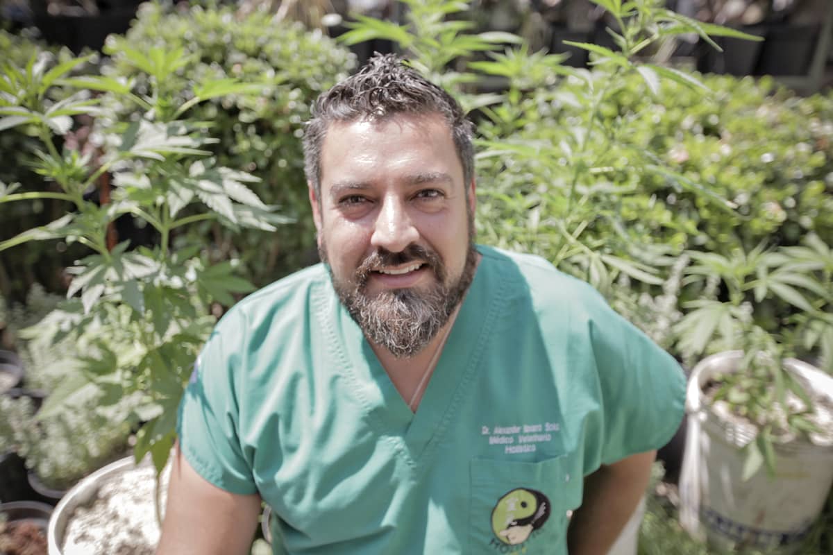Eläinlääkäri Alexandro Navarro on hoitanut vajaan viiden vuoden ajan koiria ja kissoja kannabiksella.