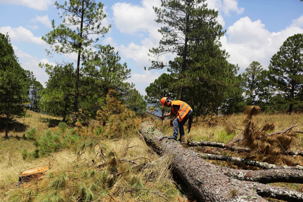 Metsäteknikko tutkii tuhohyönteisten vahingoittaman männyn runko Hondurasissa.