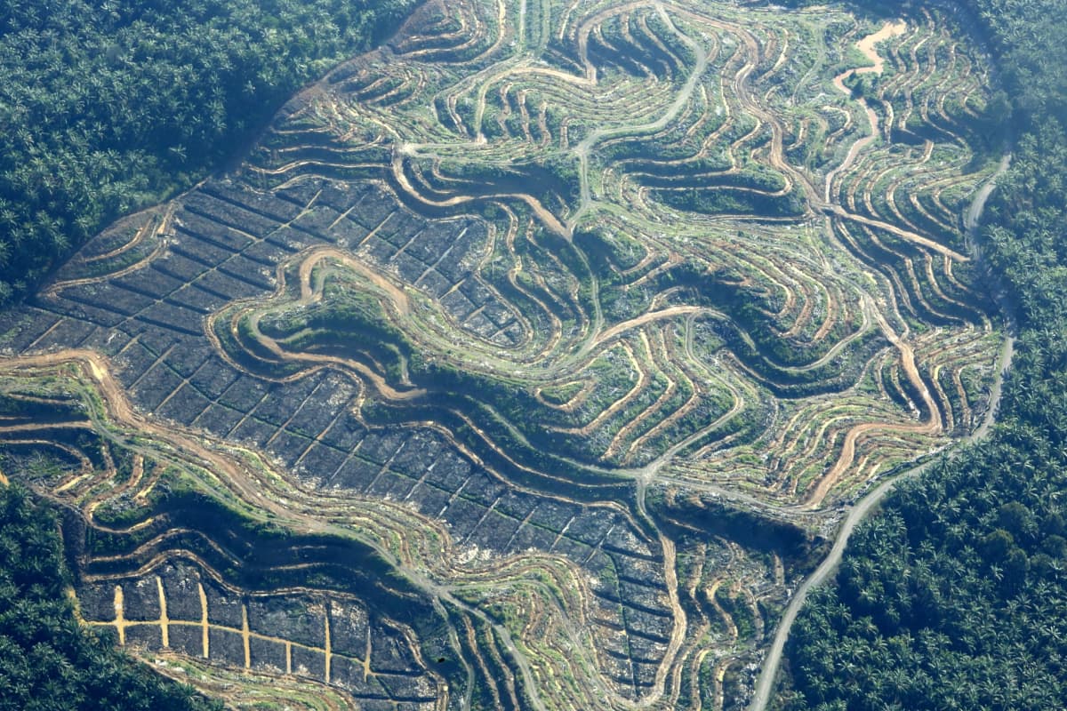 Öljypalmuviljelmä Leuserin kansallispuiston reunalla Acehissa, Indonesiassa.