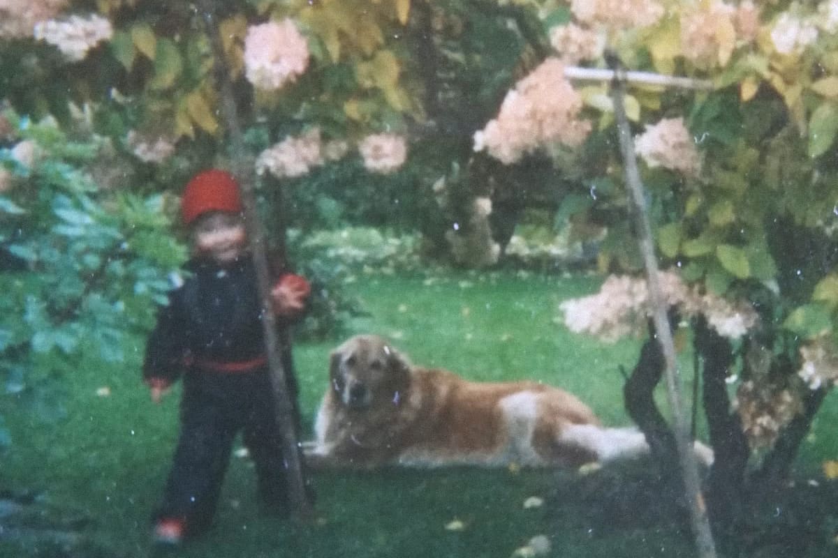 Lapsi ja kultainen noutaja hortensiapensaan alla 1980-luvun alussa