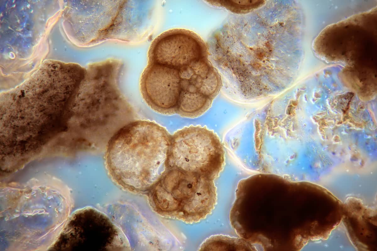 Foraminifera