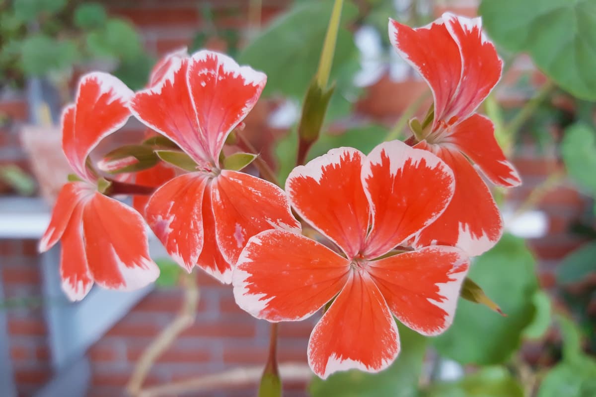 Pelargoni.