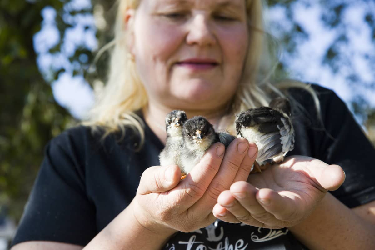 Tipuja lapinlahtelaisen Johanna Niskasen sylissä.