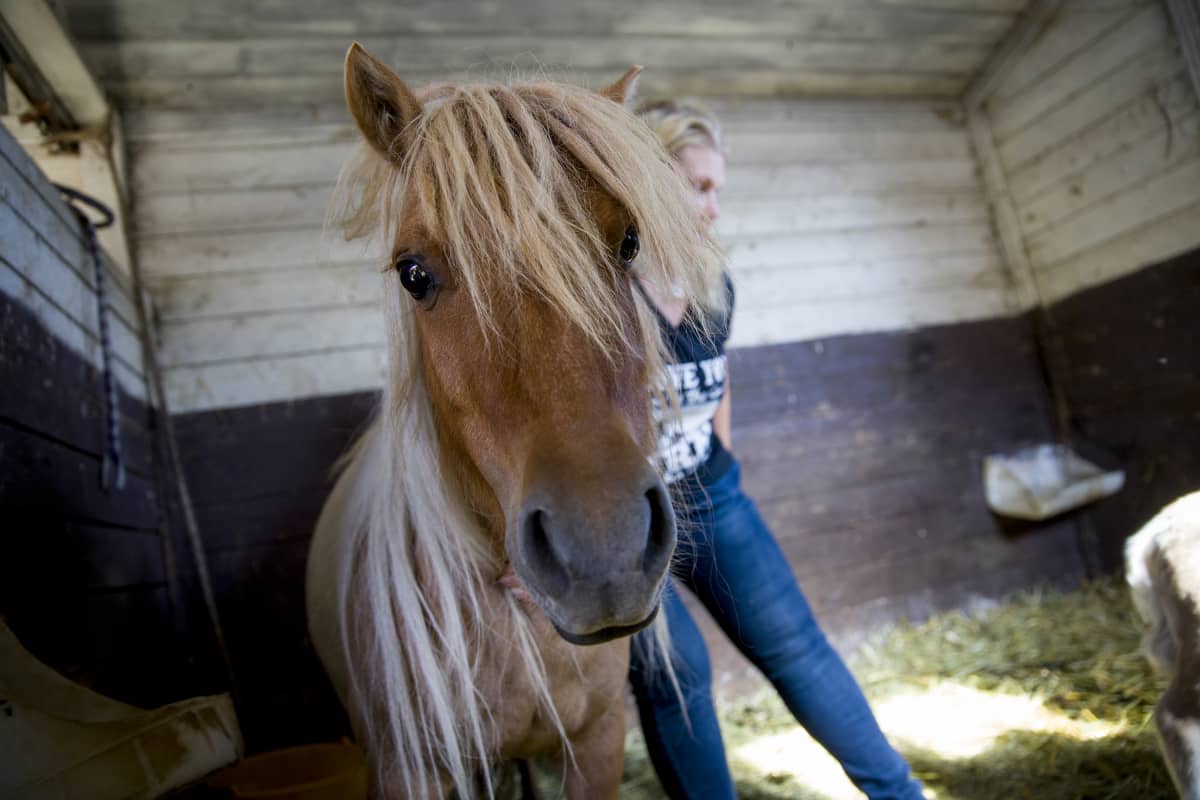 Poni ja Johanna Niskanen.