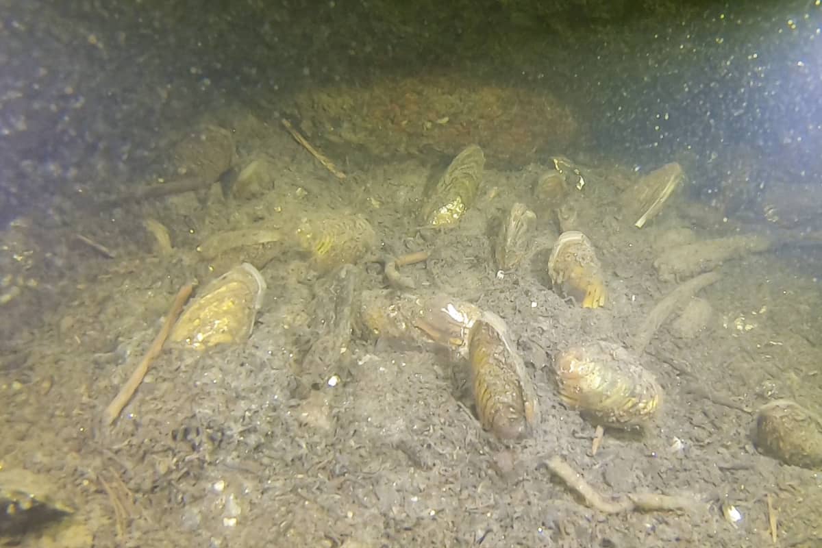 Simpukoita järven pohjassa