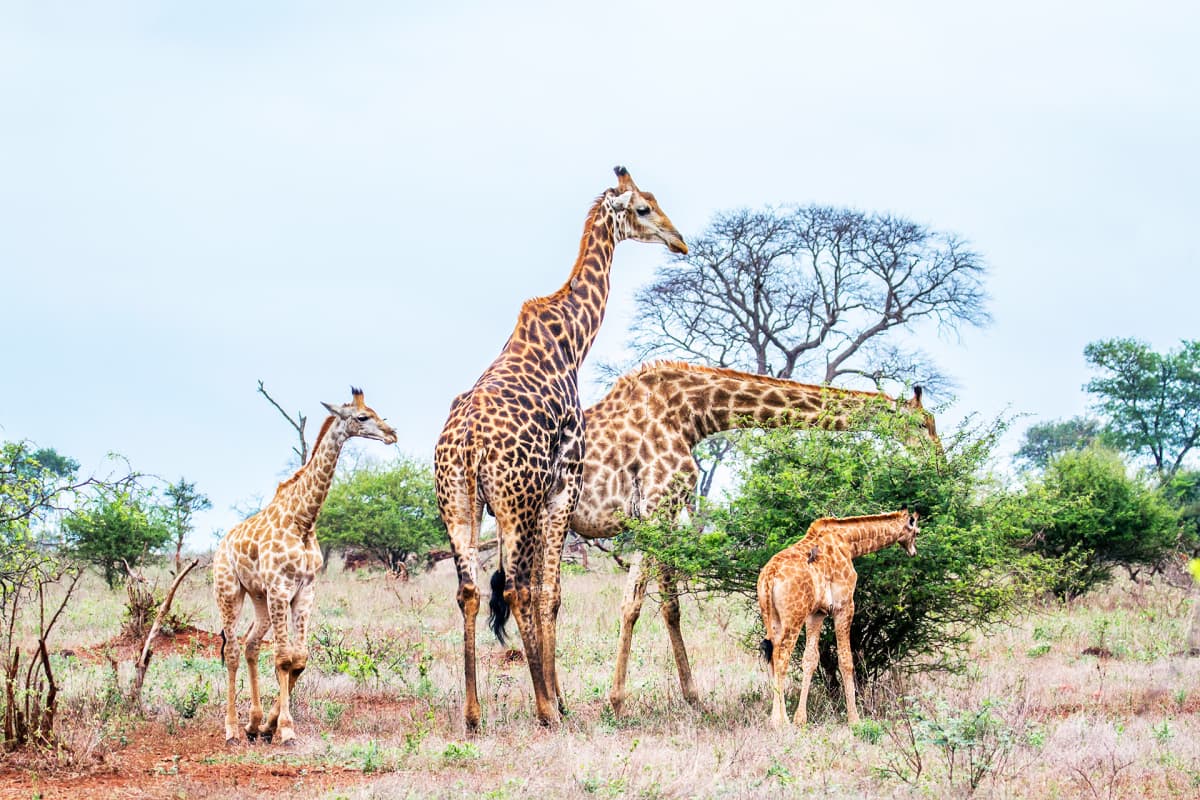 Kirahviperhe Krugerin kansallispuistossa Etelä-Afrikassa.