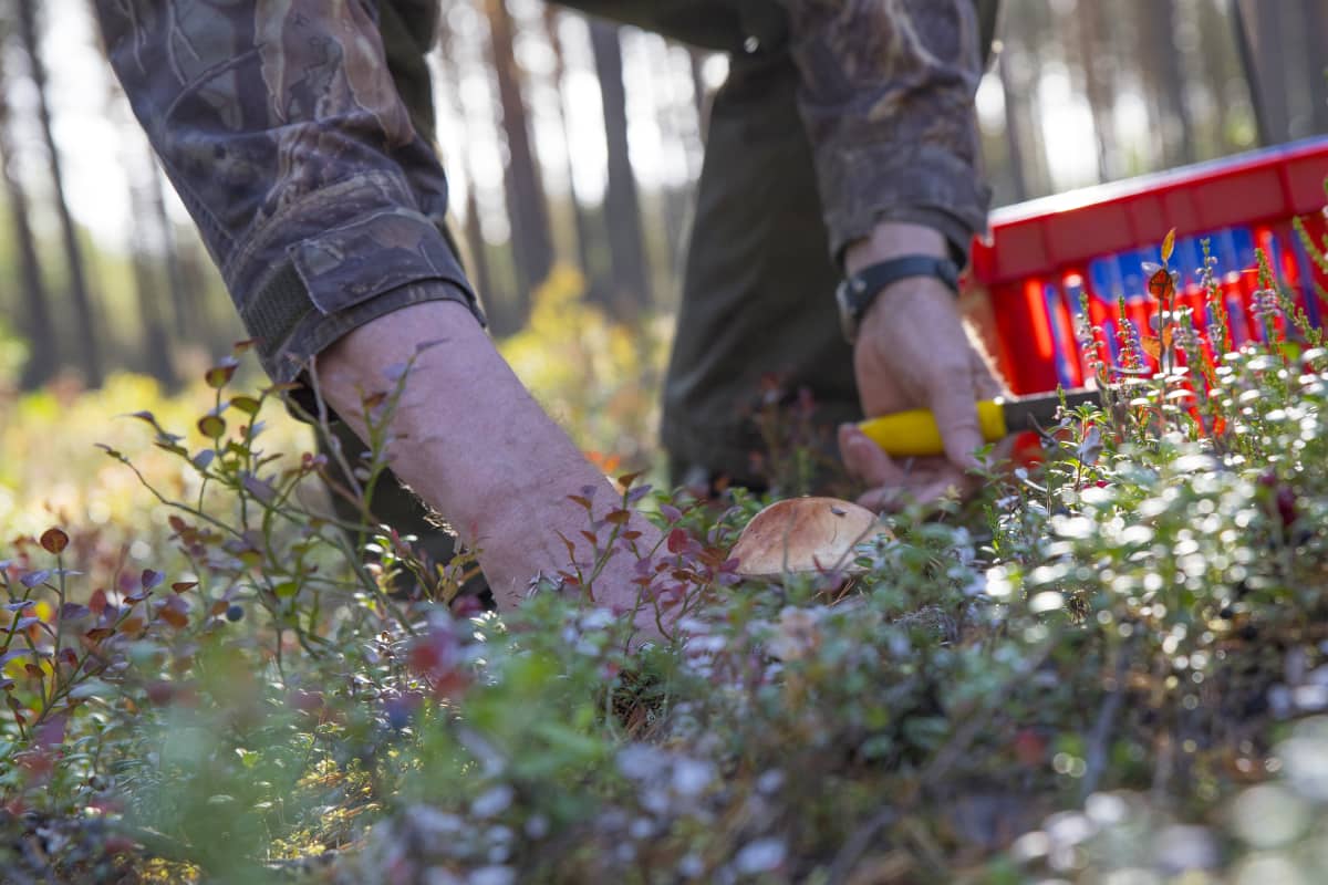 Herkkutatti pohjoiskarjalaisessa kangasmetsässä