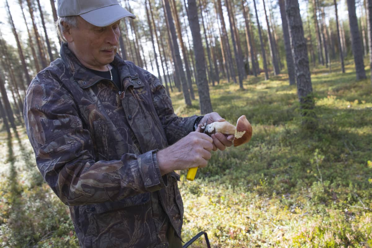 Polvijärveläinen Voitto Voutilainen puhdistaa herkkutattia.