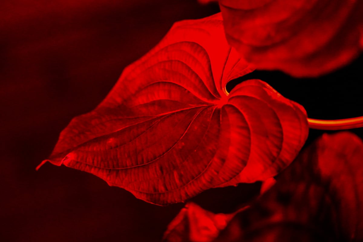 Music for Plants, Kaisaniemen kasvitieteellinen puutarha