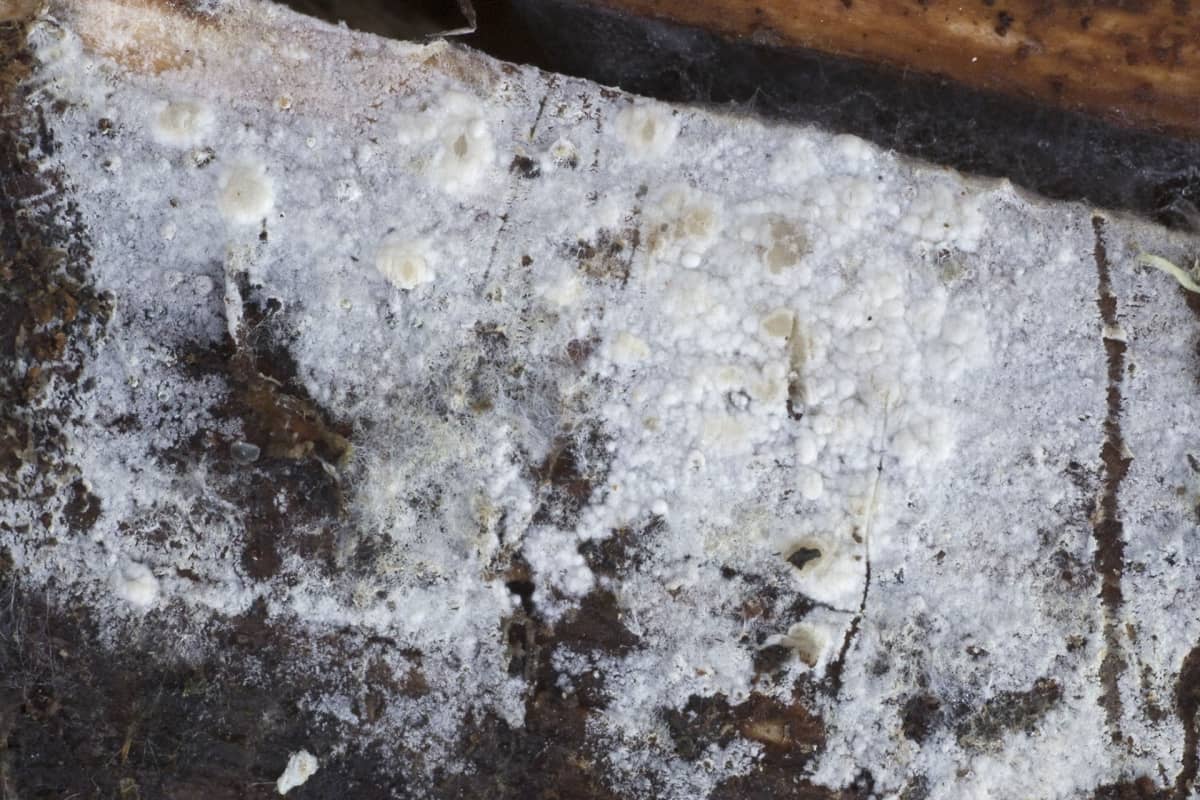 Spiculogloea subminuta sieni