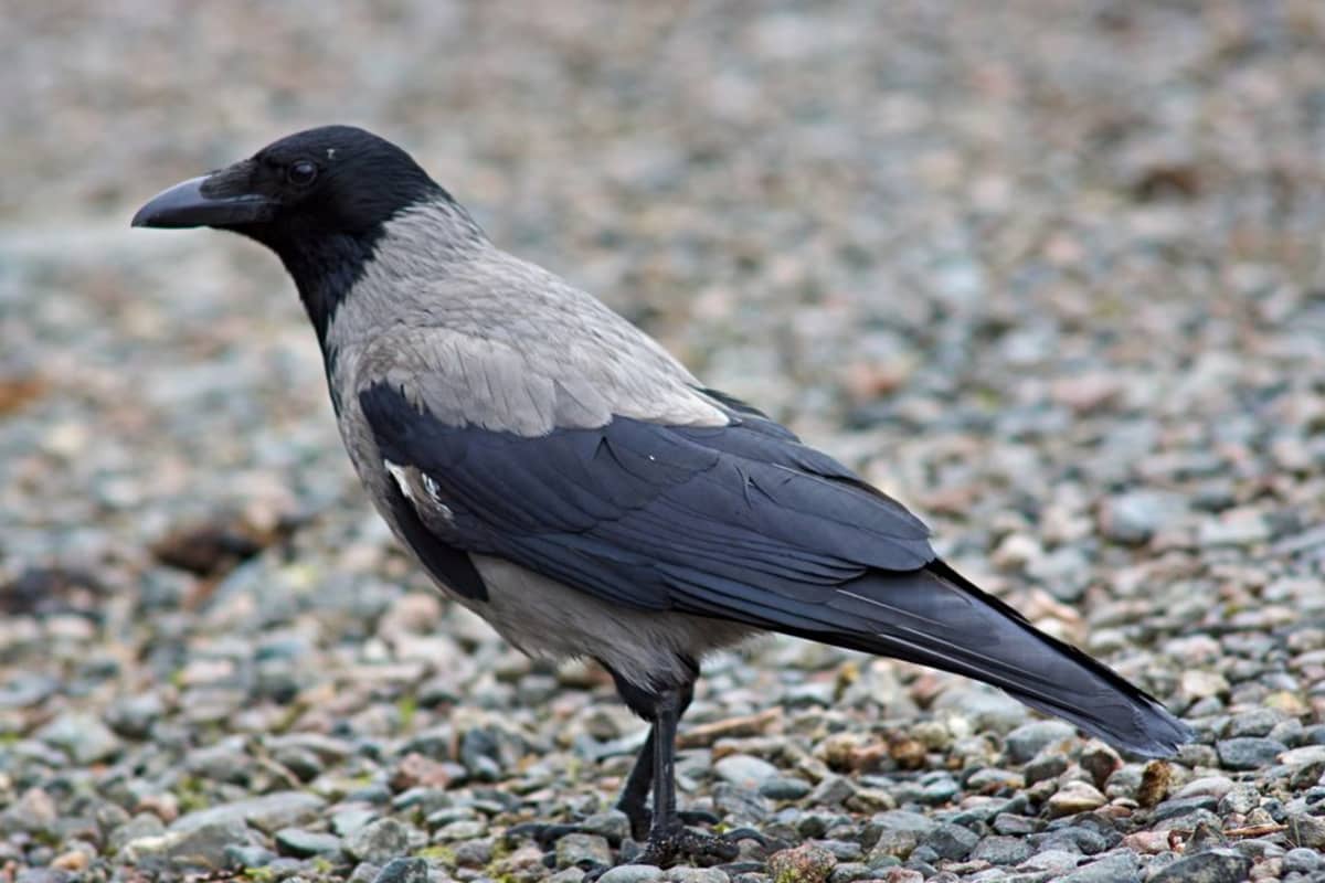 A hooded crow on the ground.