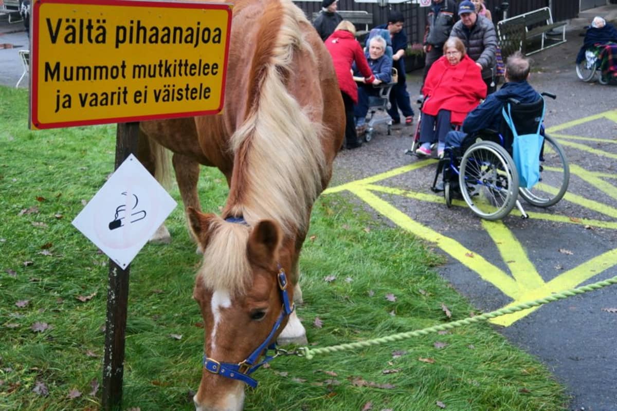 Hevonen syö pihanurmikolla ruohoa, taustalla vanhuksia, kyltissä teksti Vältä pihaanajoa Mummot mutkittelee ja vaarit ei väistele