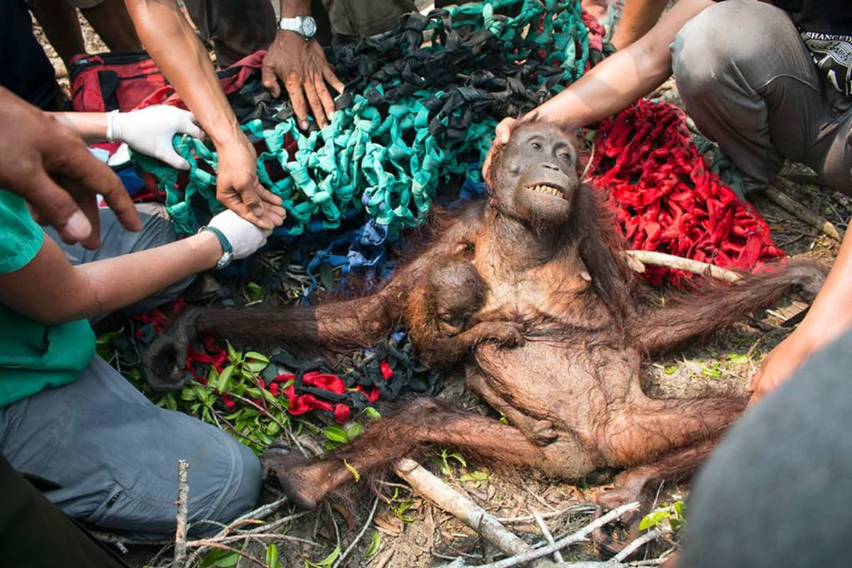International Animal Rescue -järjestö pelasti aliravitun naarasorangin poikasineen Katapangin alueella Länsi-Borneolla. Paikallisen kylän asukkaat olivat heittäneet orankeja kivillä, kun ne olivat paenneet maastopaloja kylän liepeille.