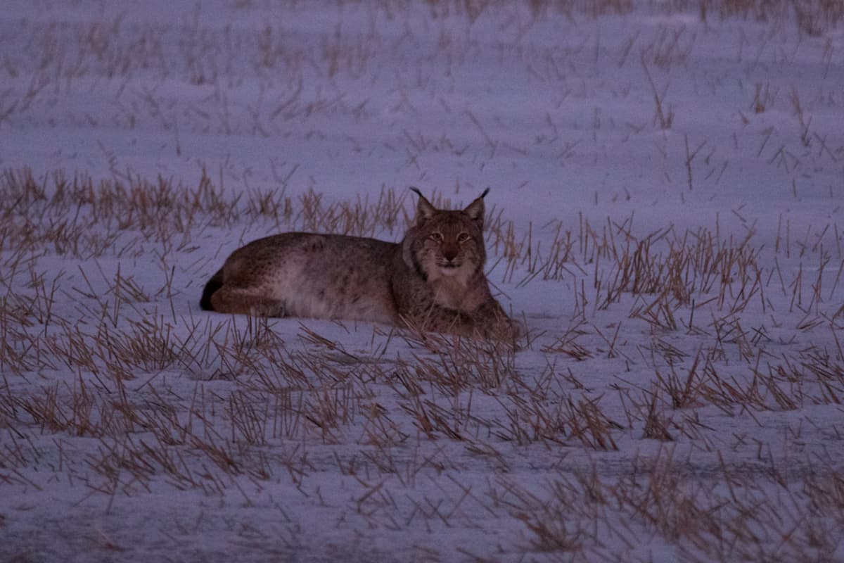 Ilves NUrmijärven Lepsämän kylässä 17.2.2016