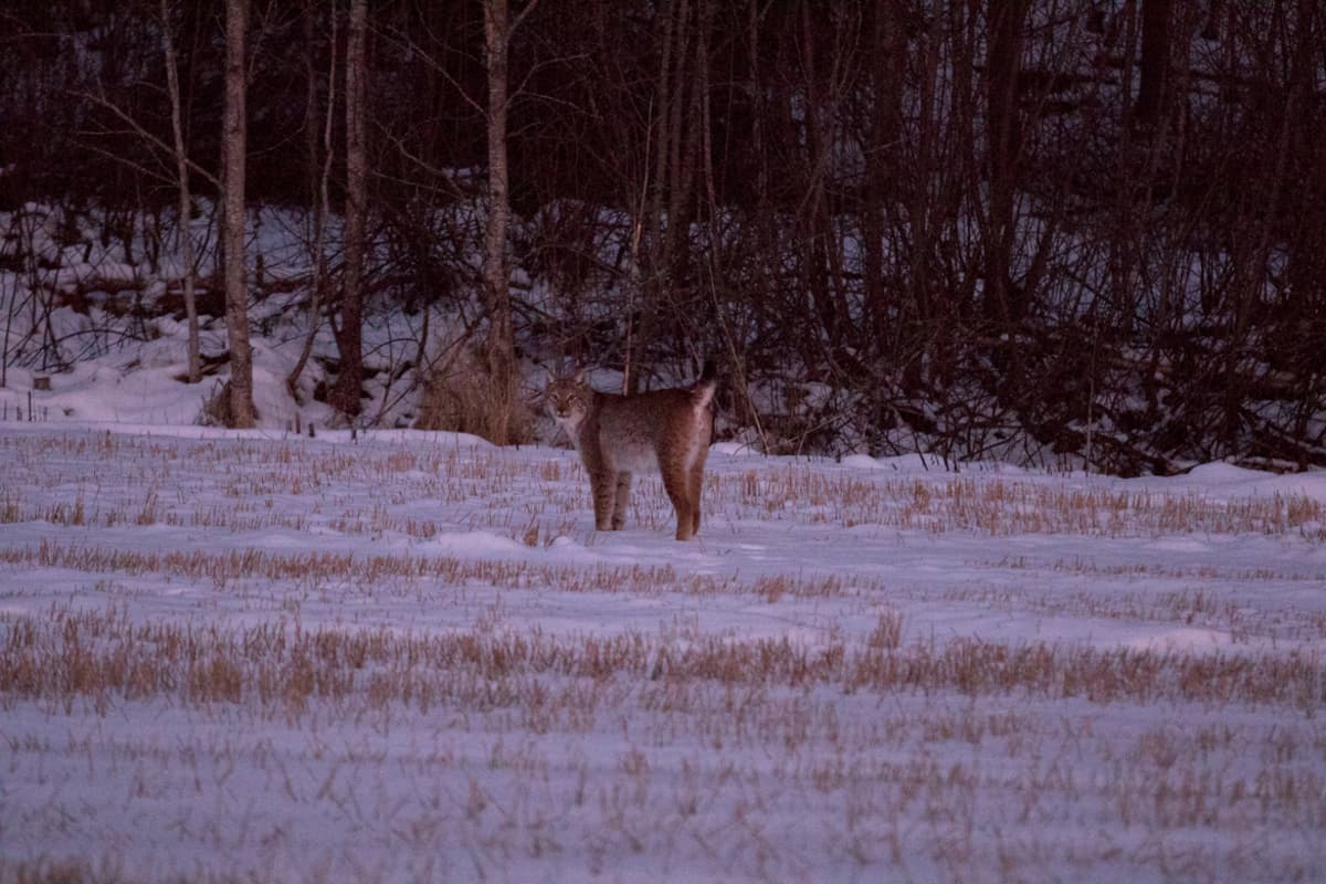 Ilves Nurmijärven Lepsämän kylässä 17.2.2016
