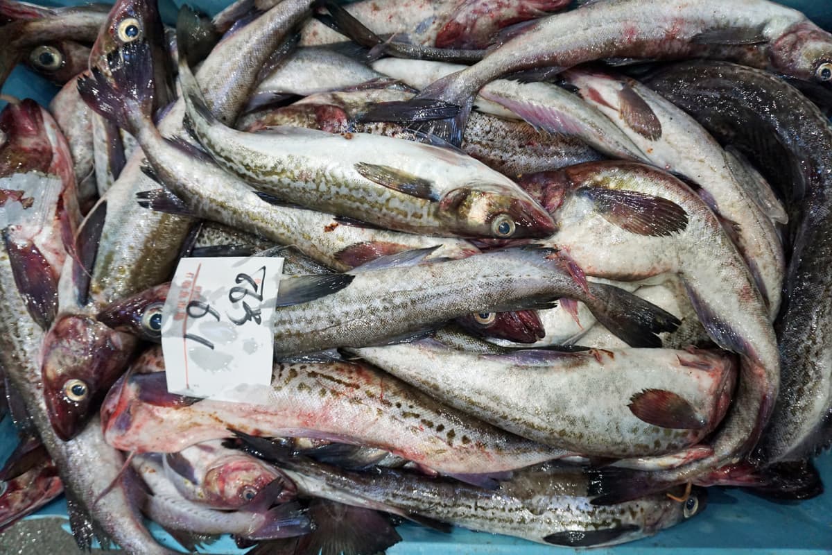 Yksityiskohta kalalaatikosta.