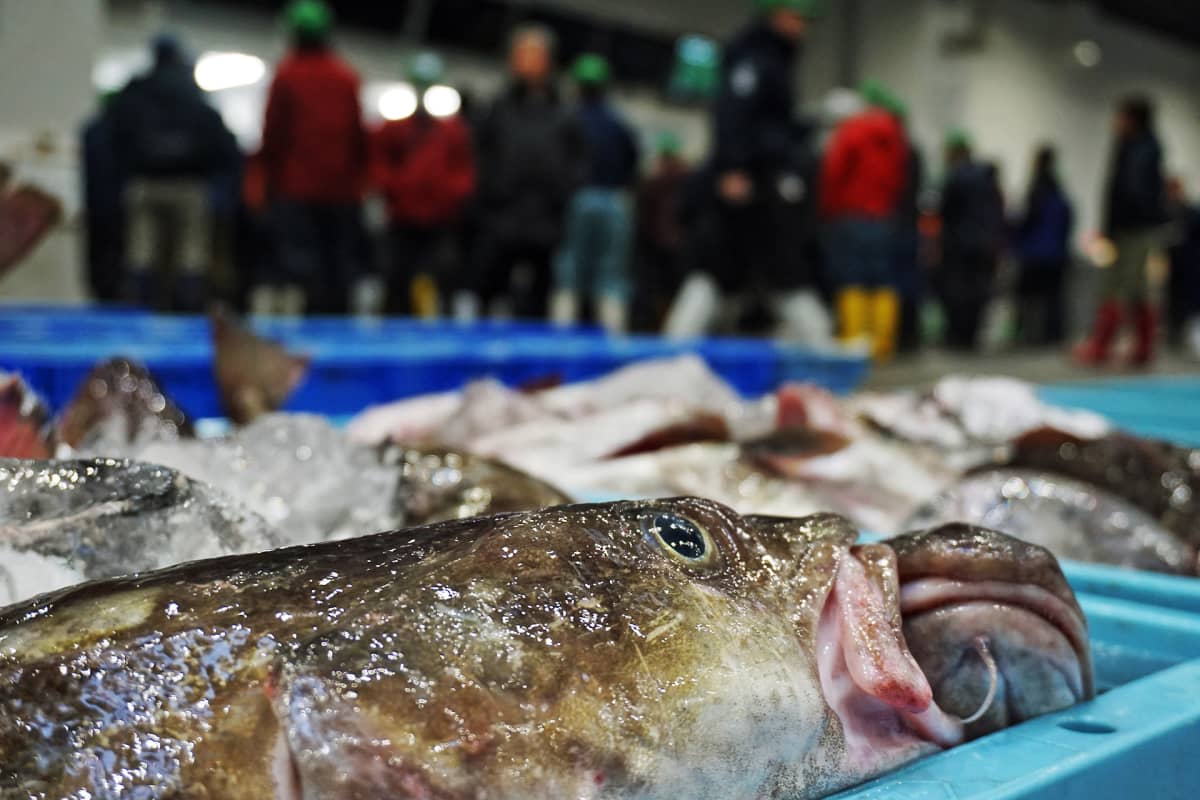 Lähikuva kalasta Ishinomaki kalatorilla.