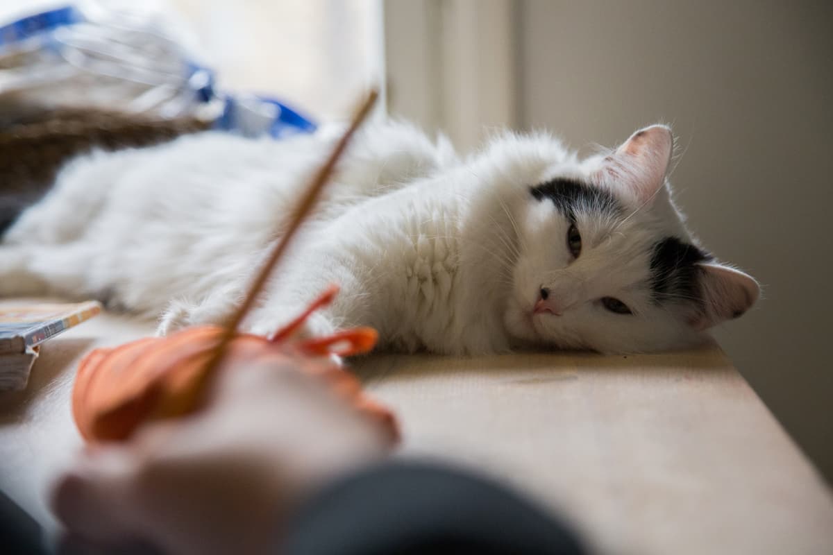 Kissa.