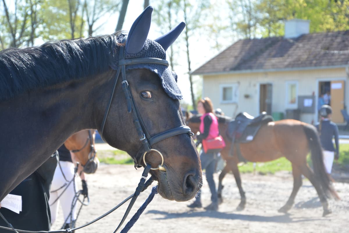 Hevonen