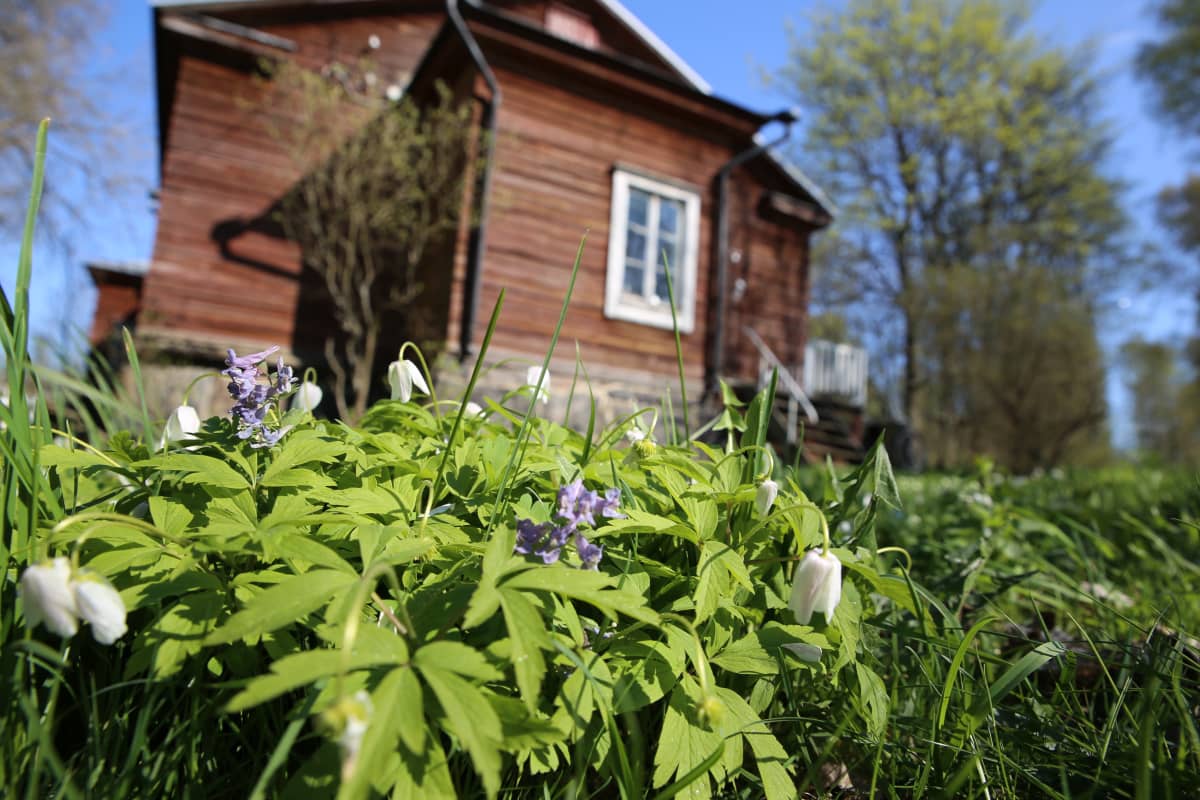 Vallisaaren keväistä kukkaloistoa.