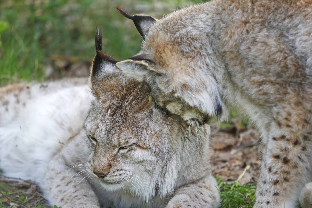 Ilves.