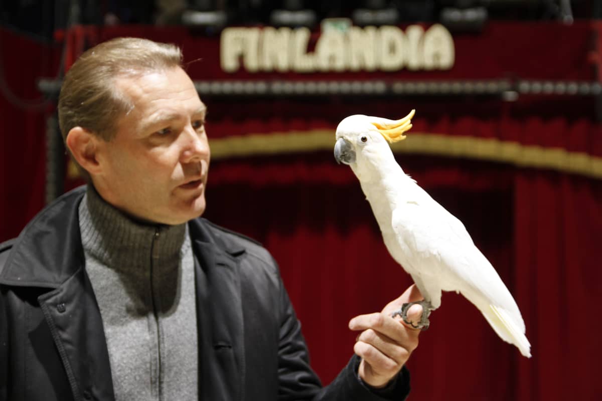 Taikuri ja sitruunatöyhtökakadu